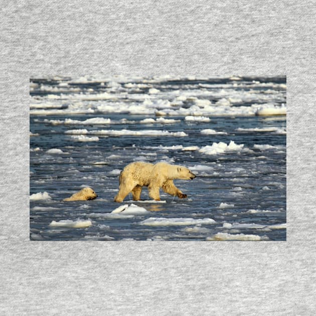 Polar Bears: Mother & Cub Struggling in Hudson Bay, Canada by Carole-Anne